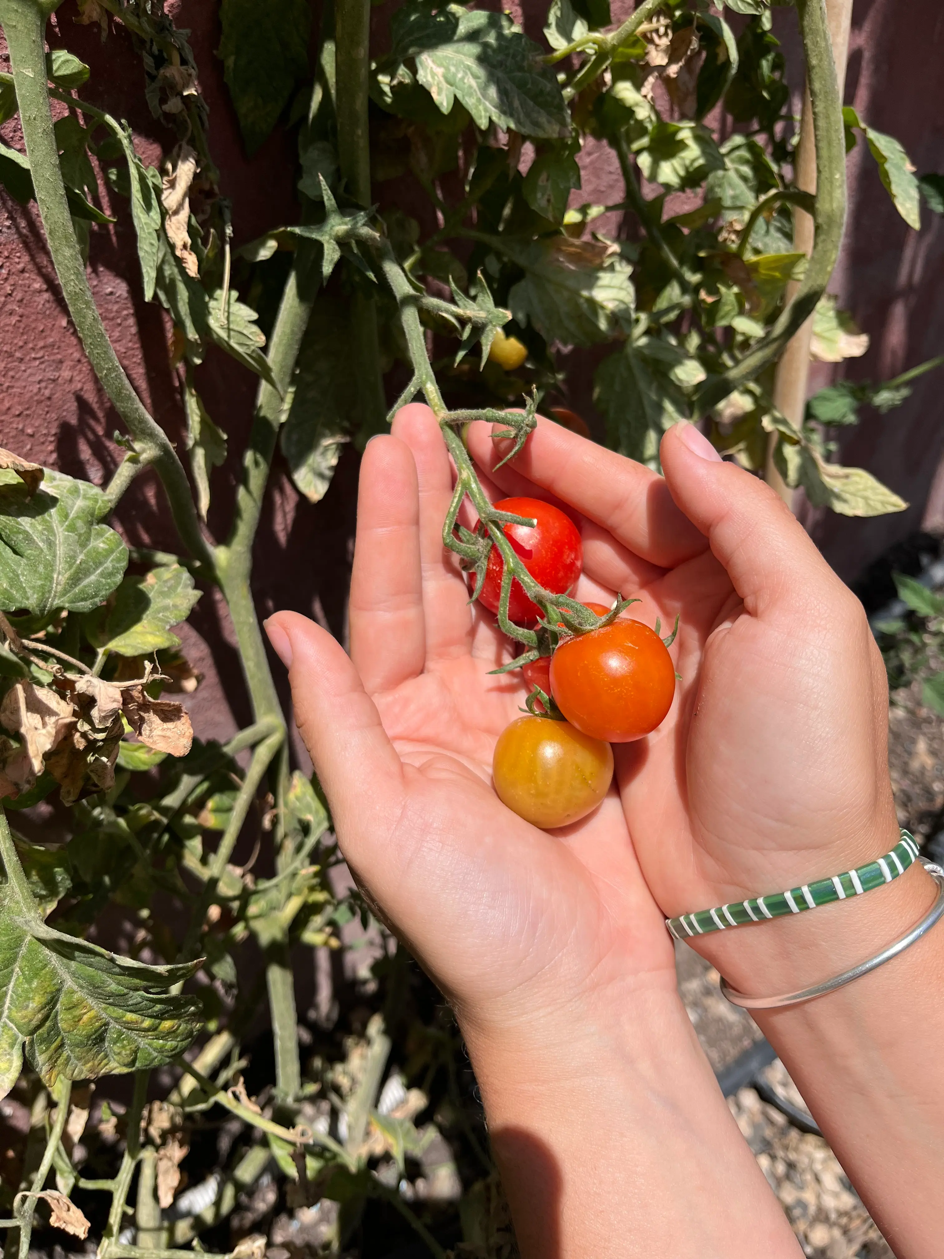 Fresh red, orange and yellow tomatoes picked in the garden